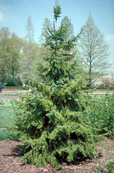 Spruce, Serbian (Picea)