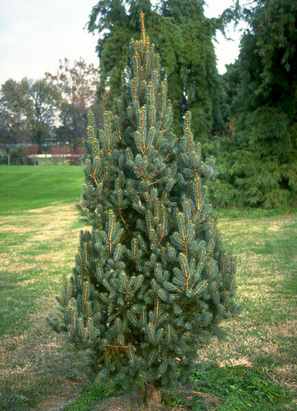 Spruce, Colorado Blue Columnar 'Iseli Fastigiata' (Picea)
