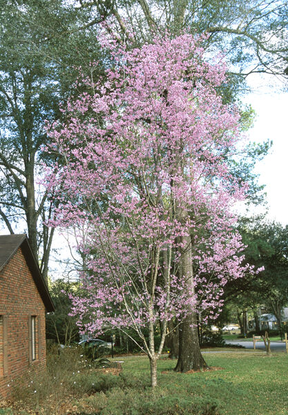 Cherry, Taiwan Flowering 'Okame' (Prunus)