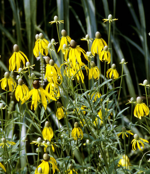 Coneflower, Gray Headed (Ratibida)