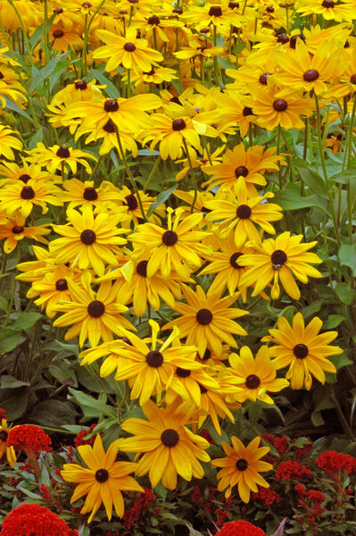 Black-eyed Susan/ Gloriosa Daisy, 'Indian Summer' (Rudbeckia)