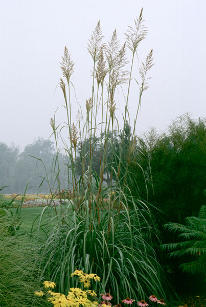 Grass, Hardy Pampas/ Raven