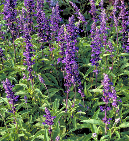 Sage, Flowering 'Victoria Blue' (Salvia)