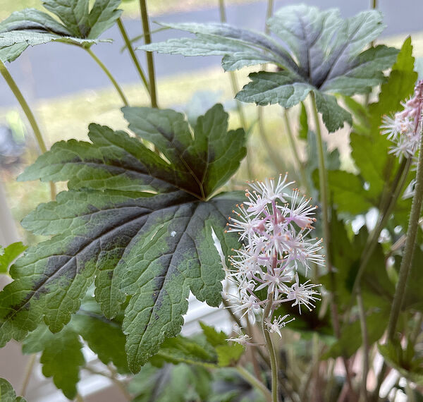 Foam Flower 'Sugar & Spice' (Tiarella)