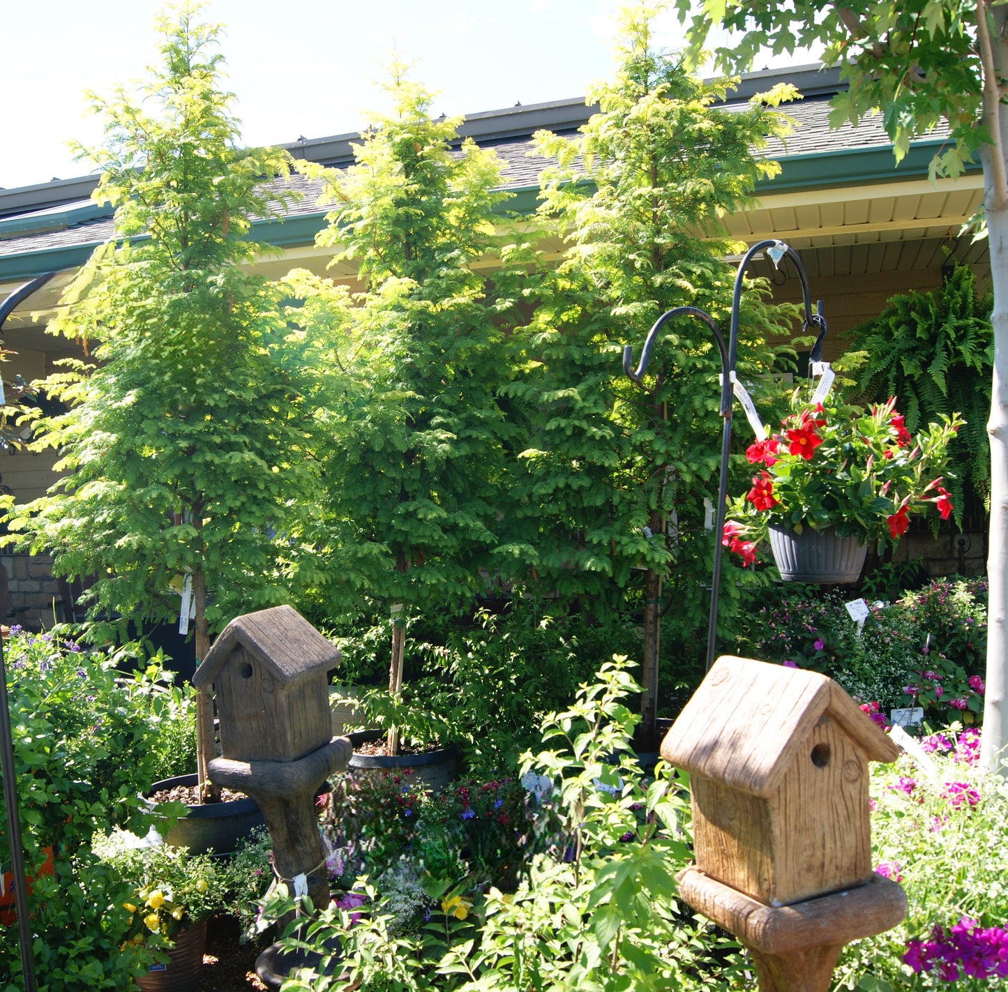 Redwood, Dawn 'Amber Glow' (Metasequoia)