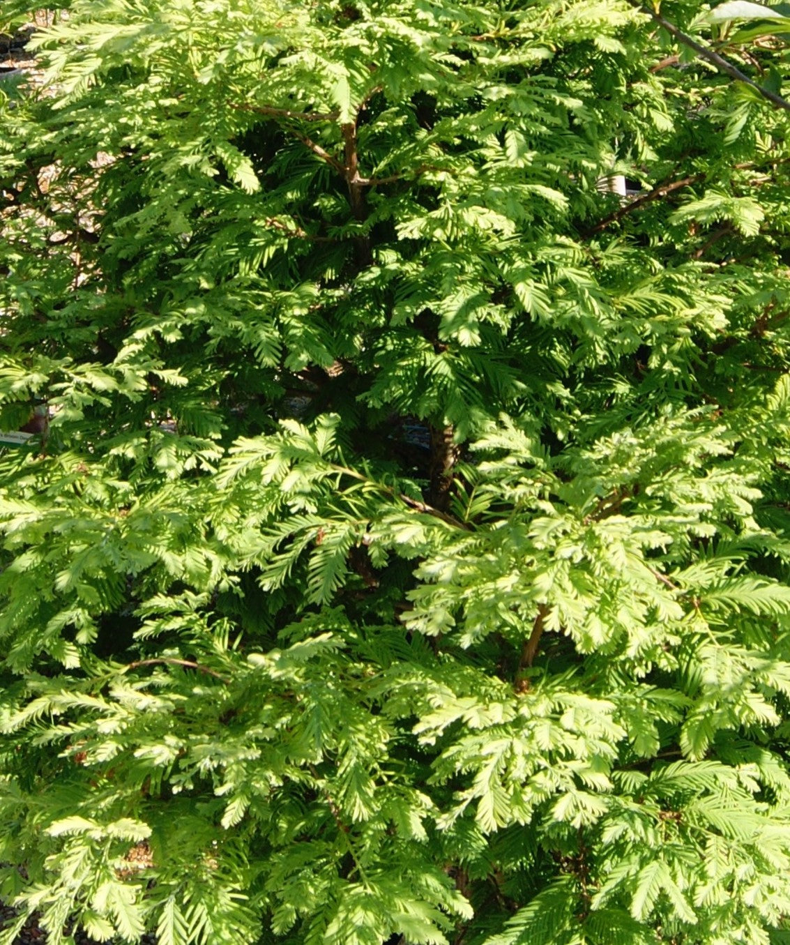 Redwood, Gold Dawn Dwarf 'Hamlet's Broom' (Metasequoia)