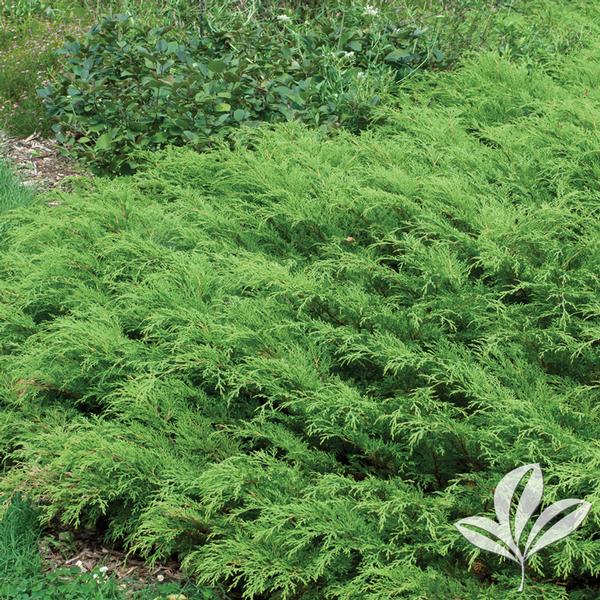 Cypress, Russian / Siberian (Microbiota)