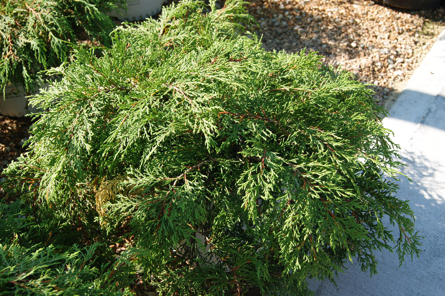 Cypress, Russian / Siberian 'Celtic Pride' (Microbiota)