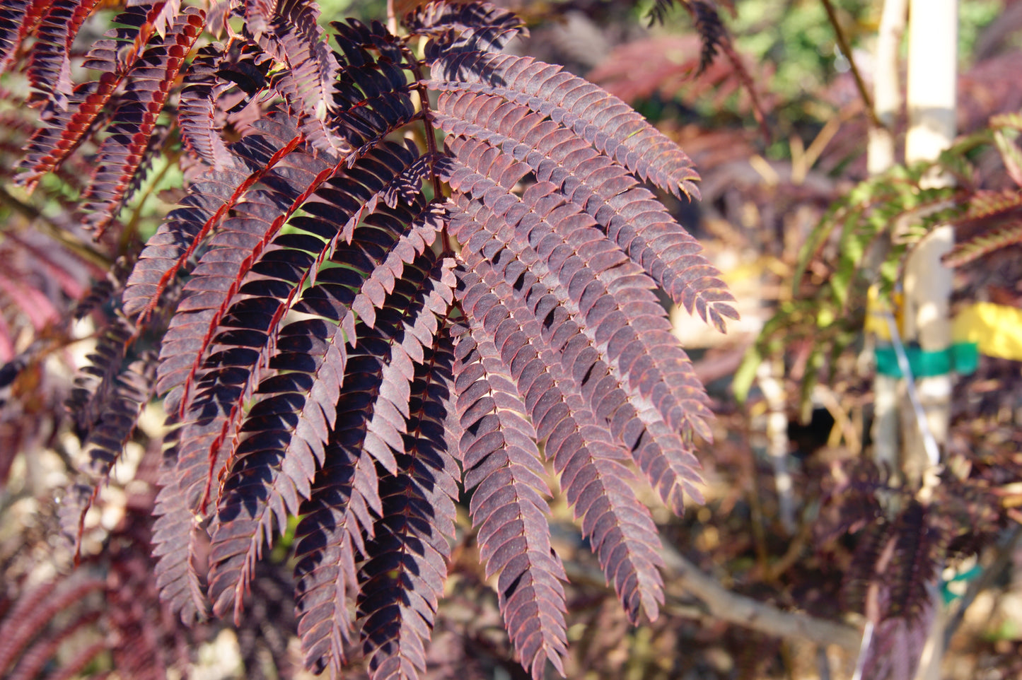 Mimosa 'Summer Chocolate' (Albizia)