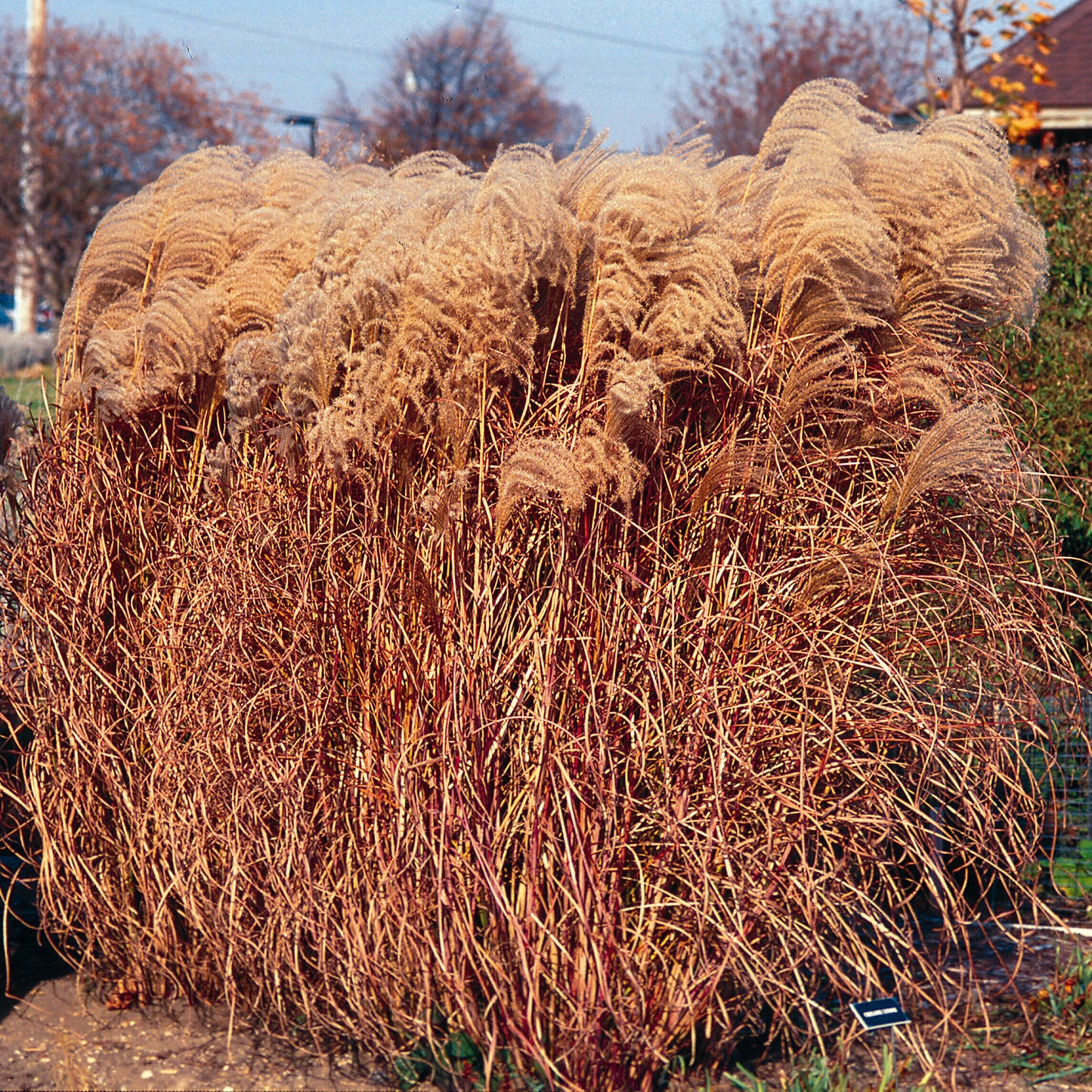 Grass, Maiden / Eulalia 'Gracillimus' (Miscanthus)