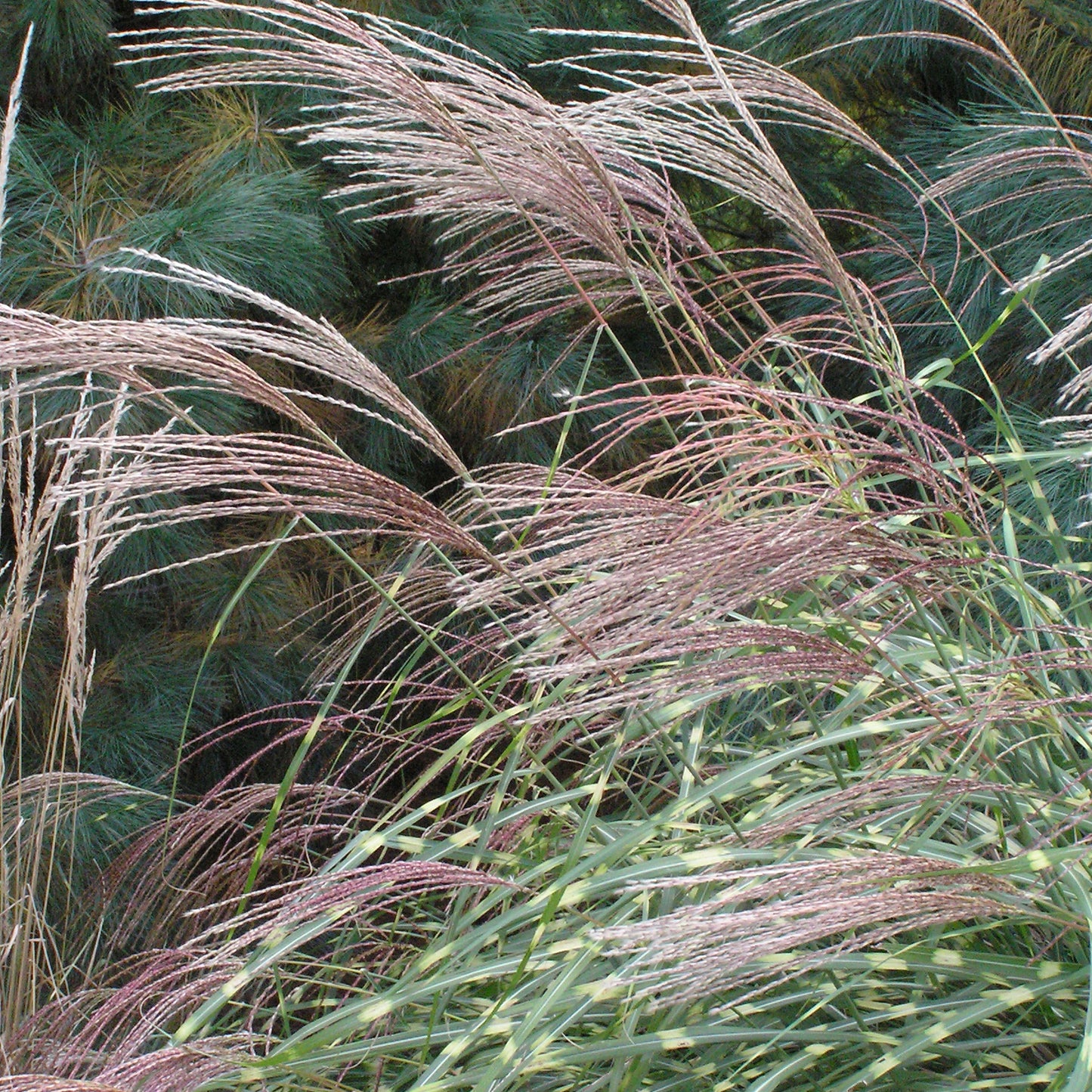 Grass, Maiden Dwarf / Eulalia, Banded 'Little Zebra' (Miscanthus)
