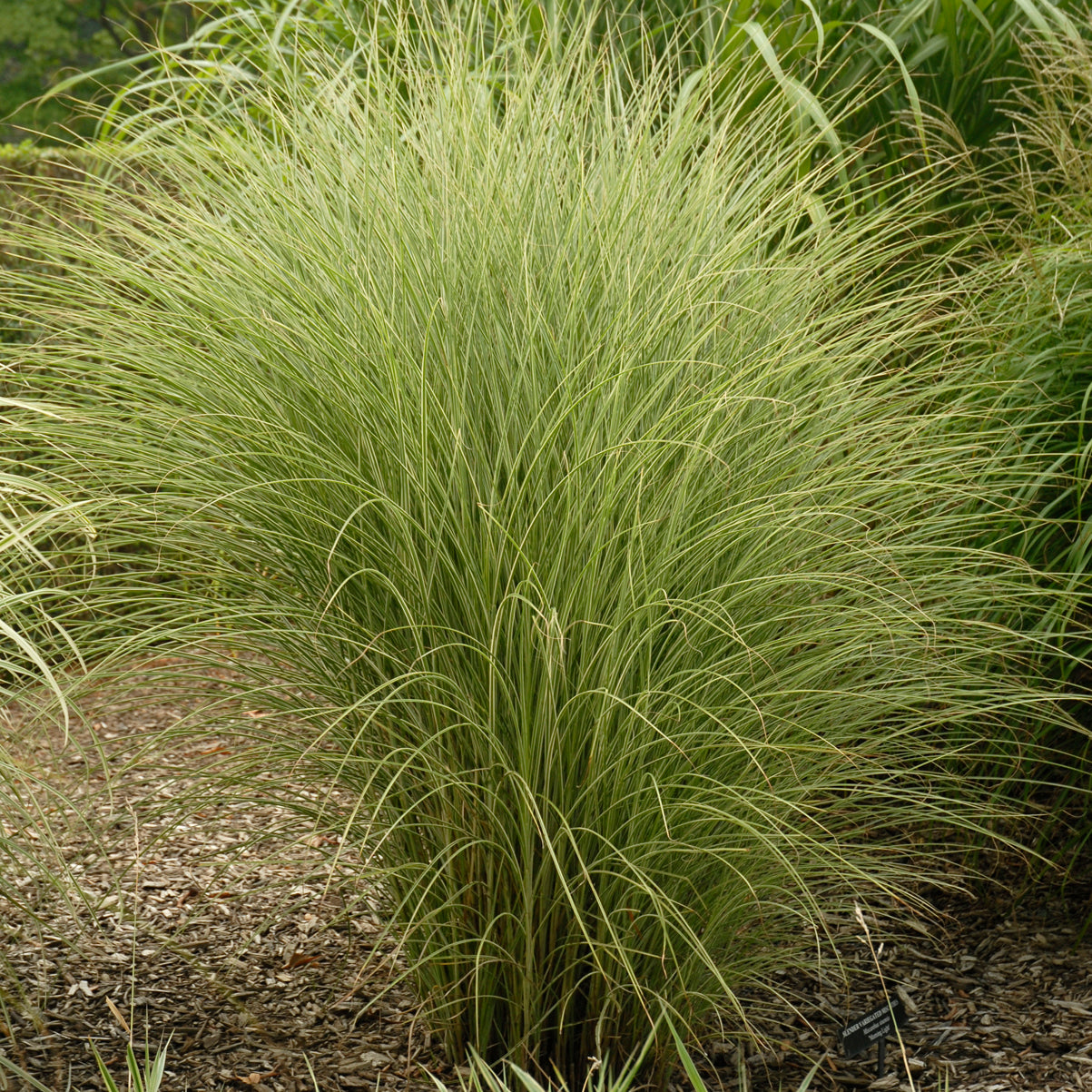 Grass, Maiden Silver / Eulalia Variegated 'Morning Light' (Miscanthus)