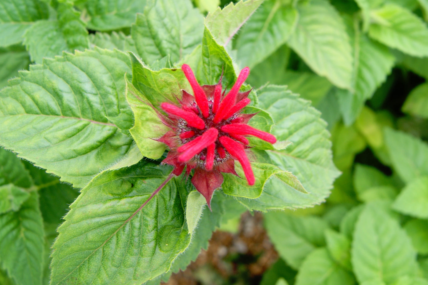 Beebalm 'Bee-You Bee-Happy' (Monarda)