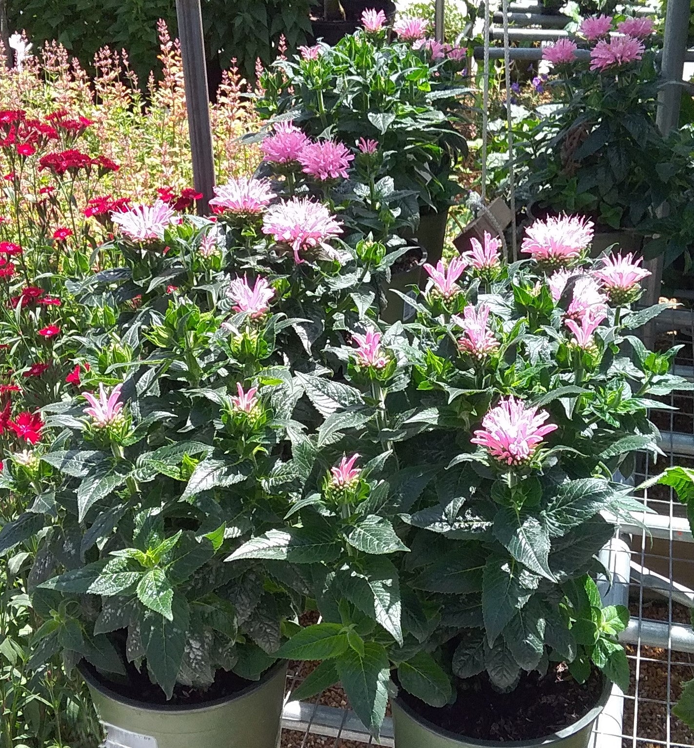 Beebalm 'Sugar Buzz Pink Frosting' (Monarda)