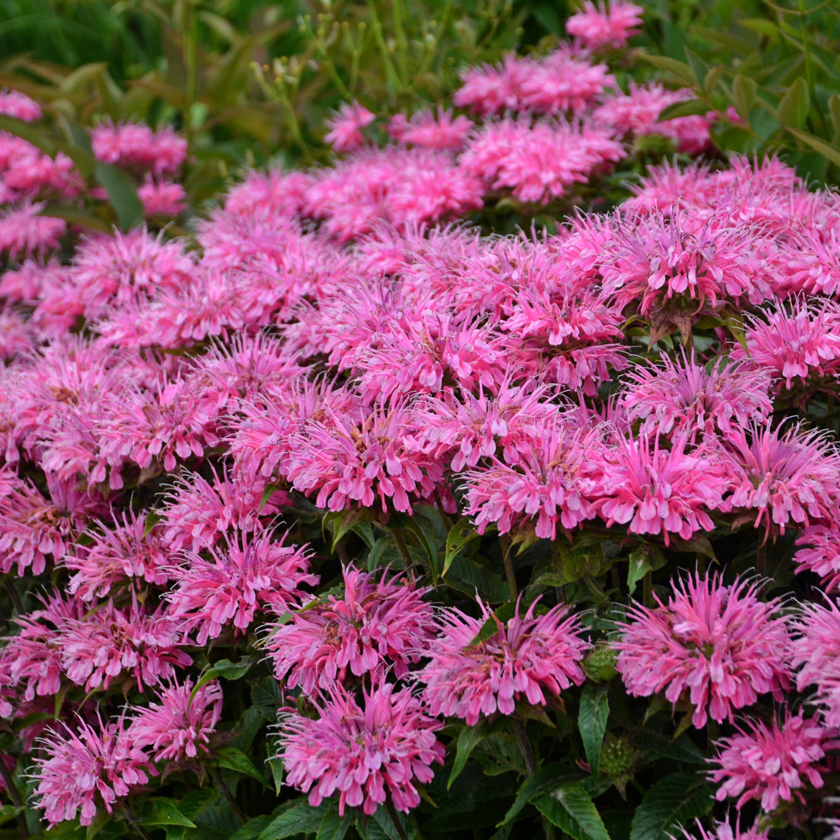 Beebalm 'Sugar Buzz Bubblegum Blast' (Monarda)