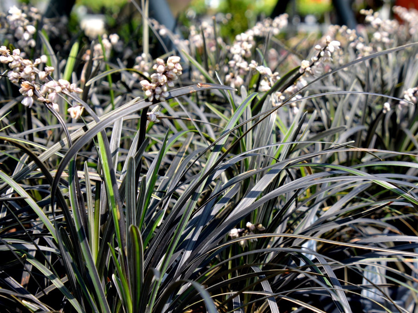 Grass, Black Mondo 'Edge of Night' (Ophiopogon)