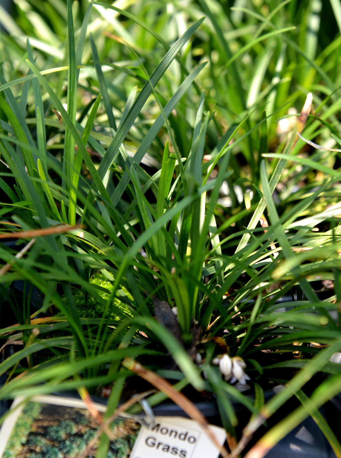 Grass, Mondo (Ophiopogon)