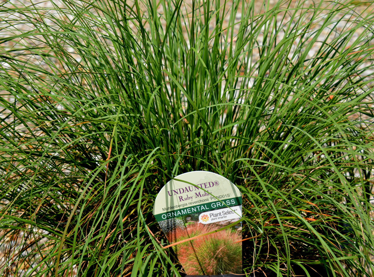 Grass, Seep Muhly (Muhlenbergia)