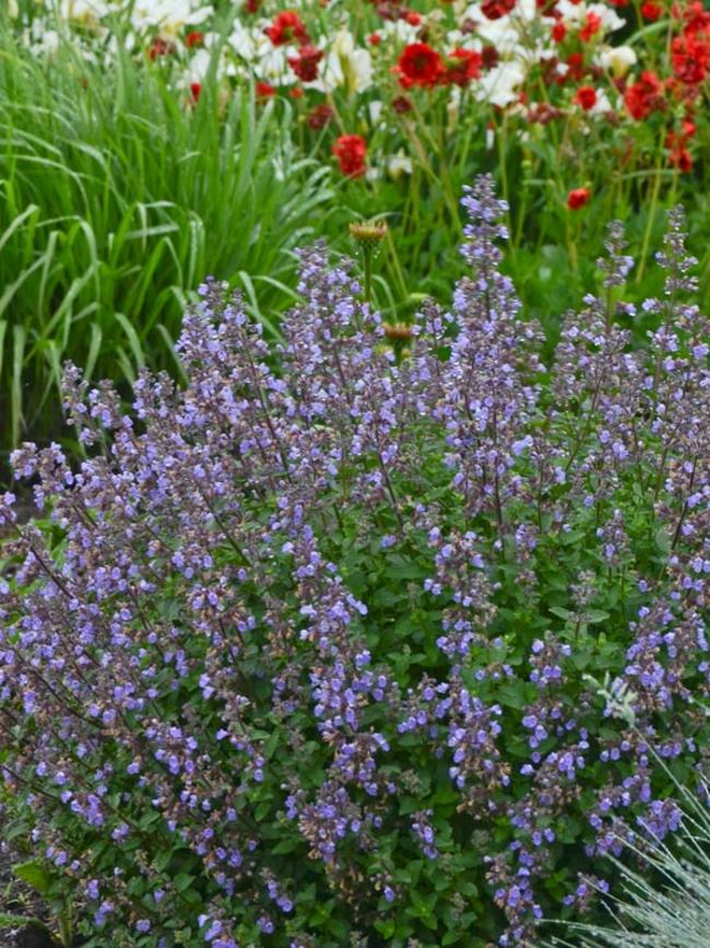 Catmint, Clumping 'Purrsian Blue' (Nepeta)