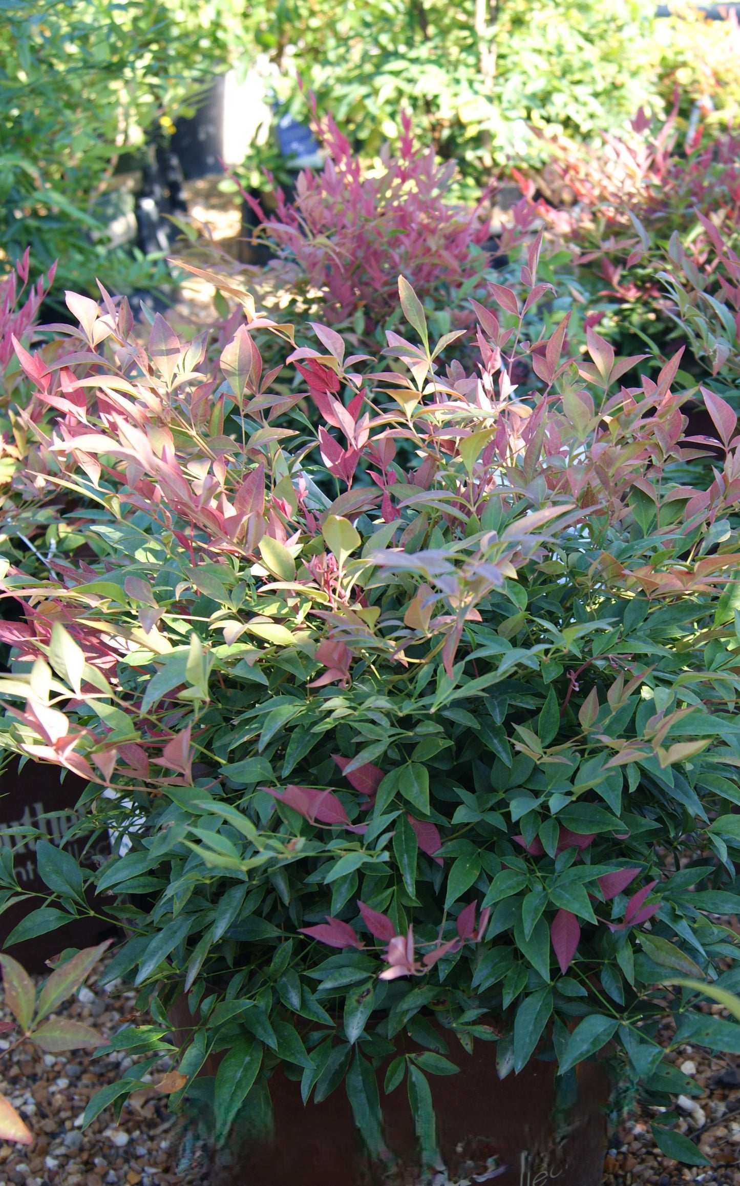 Heavenly Bamboo 'Obsession' (Nandina)