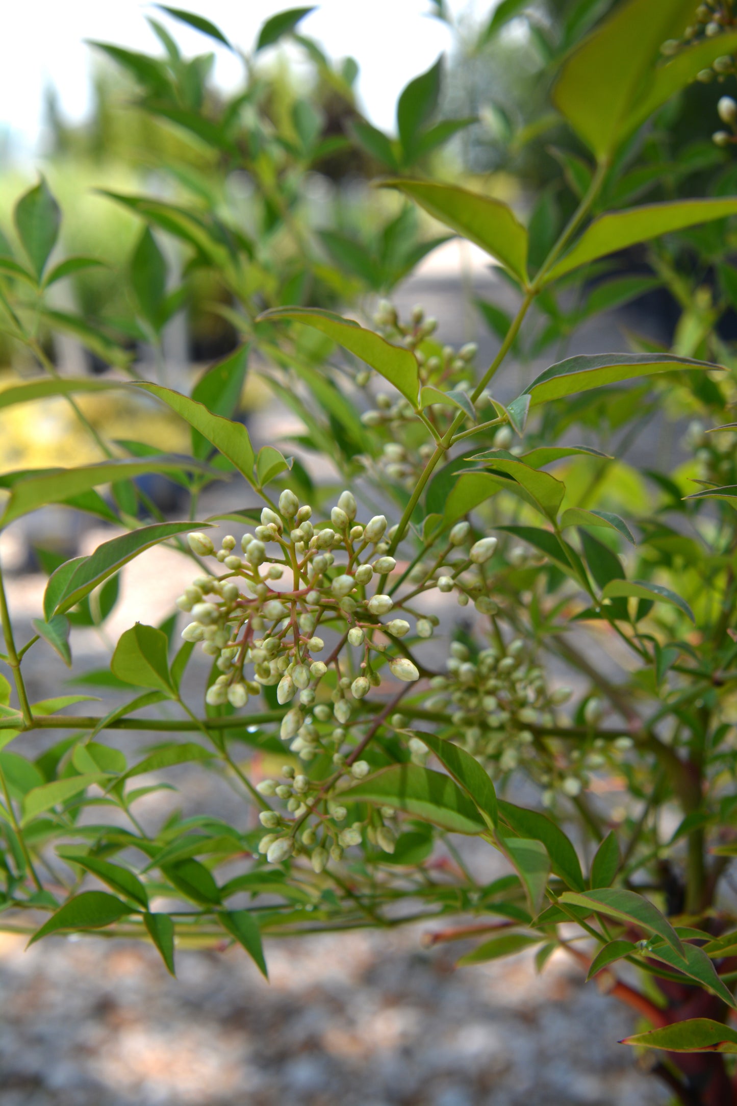 Heavenly Bamboo (Nandina)
