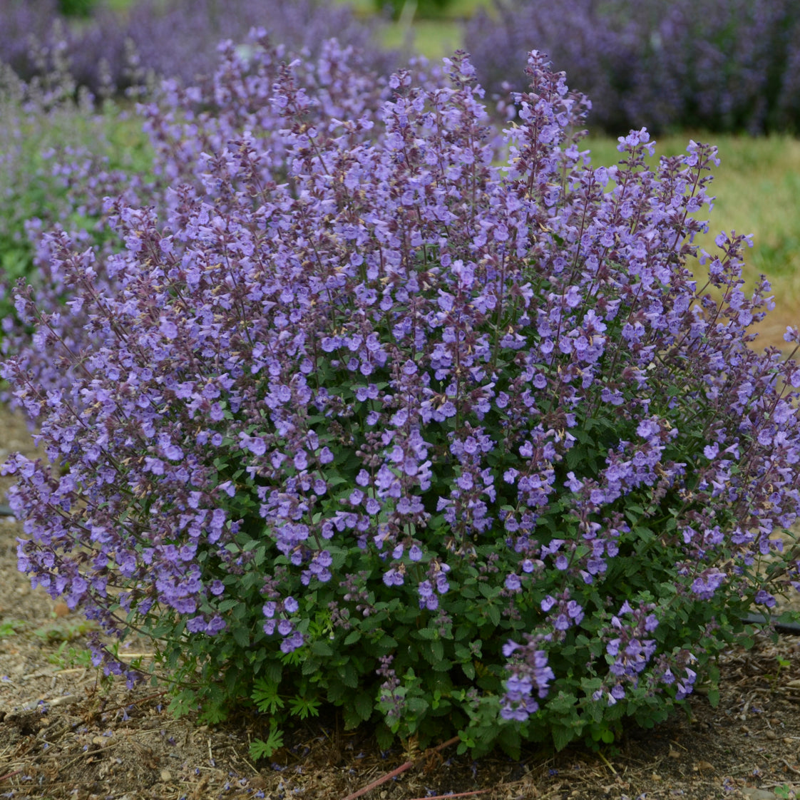 Catmint, Clumping 'Kitten Around' (Nepeta)