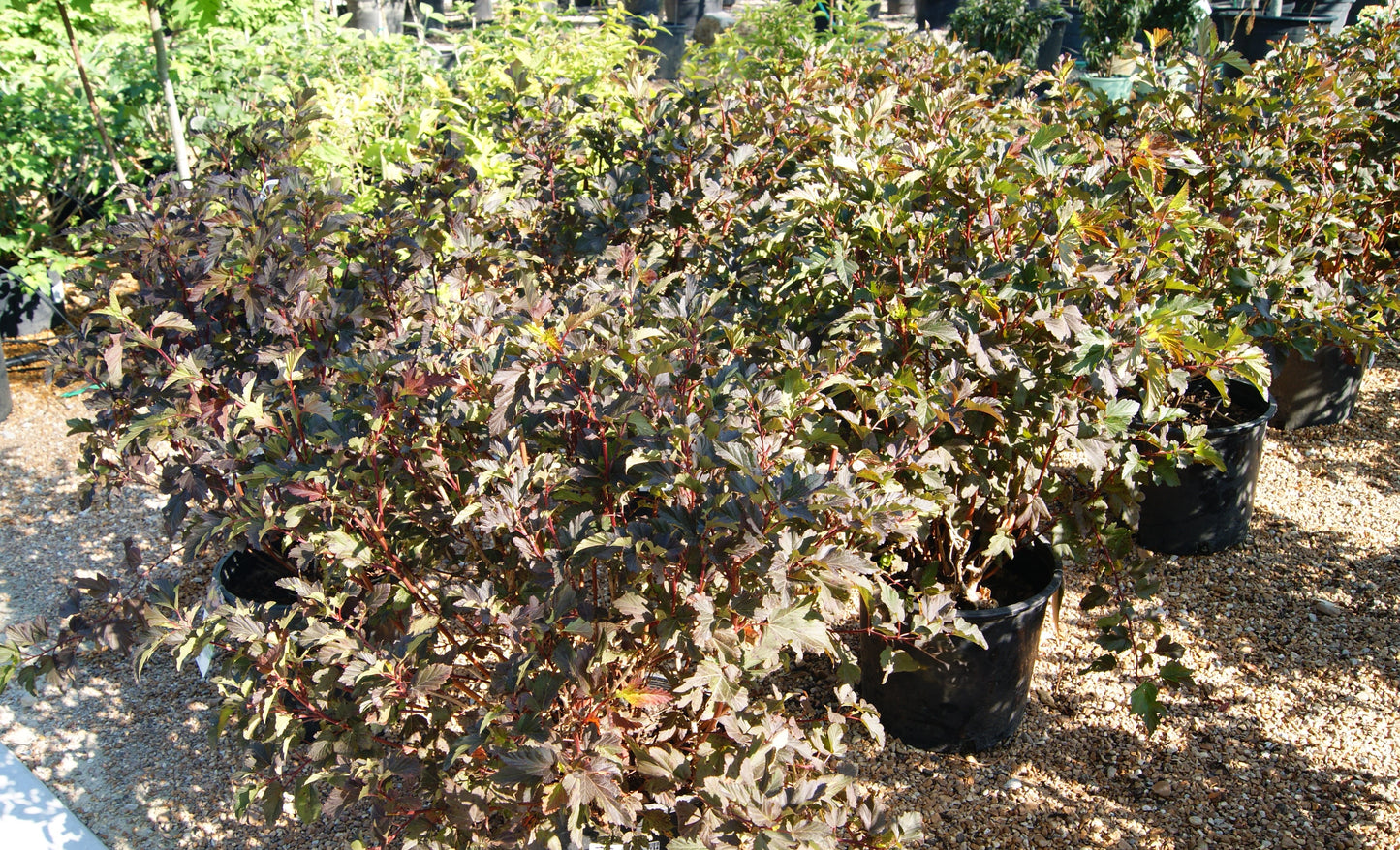 Ninebark, Golden 'Center Glow' (Physocarpus)