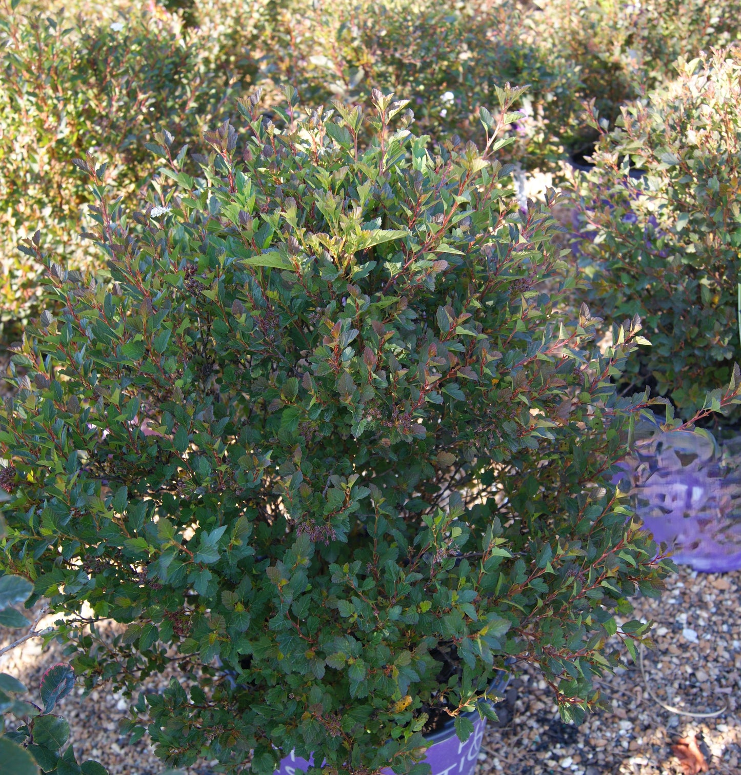 Ninebark, Compact Dark Leaf 'Spicy Devil' (Physocarpus)