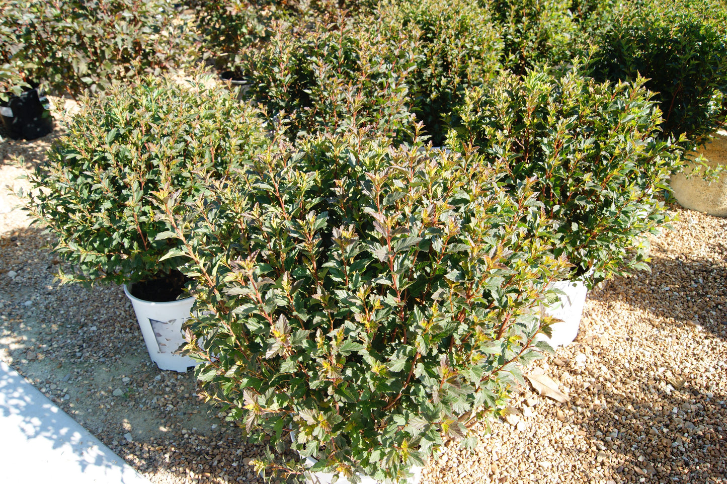 Ninebark, Compact Dark Leaf 'Tiny Wine' (Physocarpus)