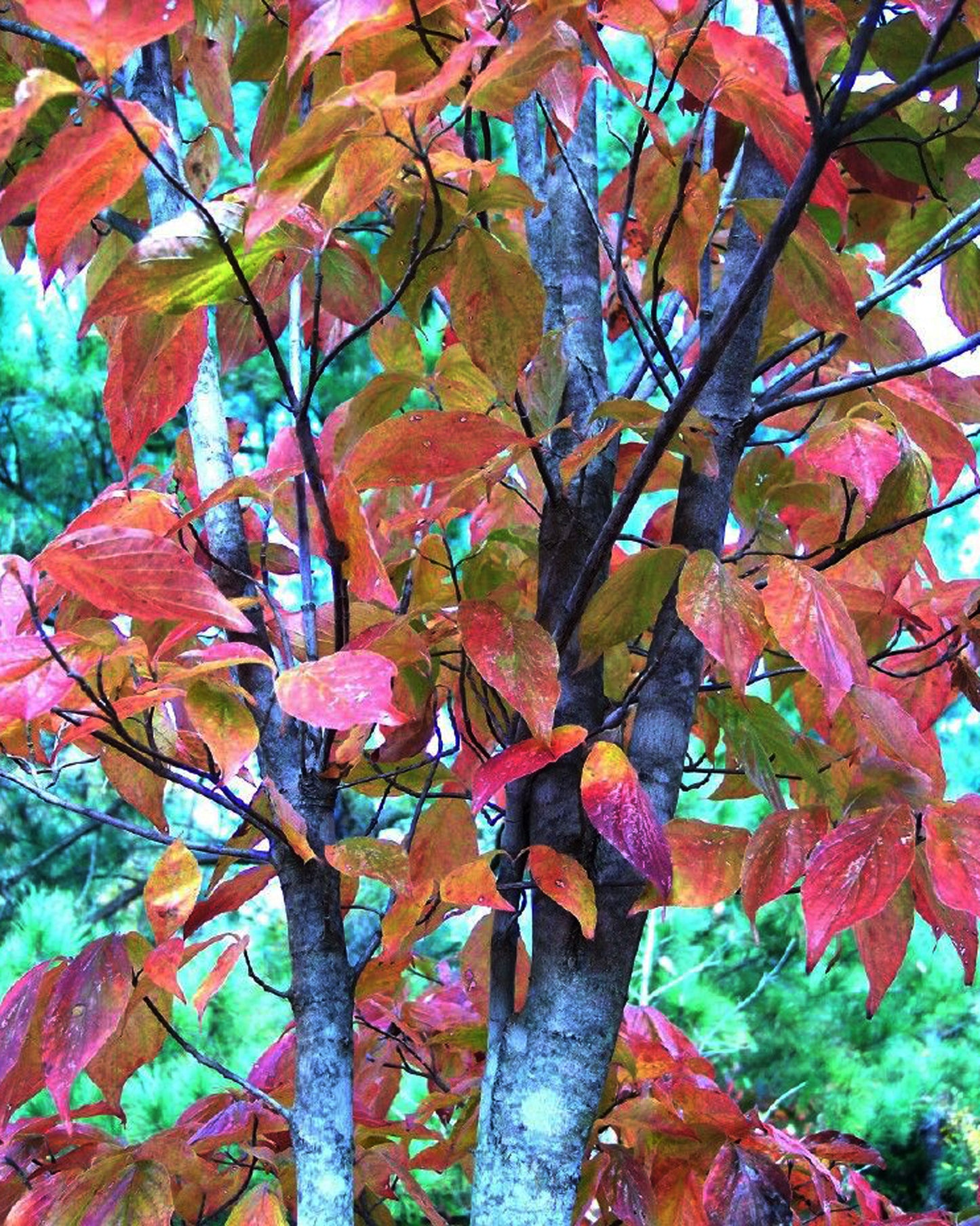 Black Gum / Sour Gum / Tupelo 'Fire Master' (Nyssa)