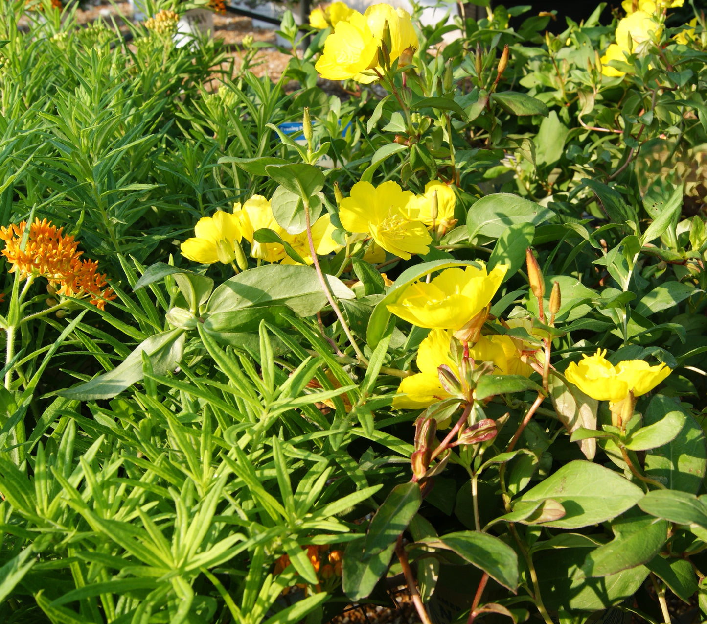 Primrose / Sundrops, Narrow-Leafed 'Fireworks' (Oenothera)