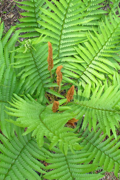 Fern, Cinnamon (Osmunda)