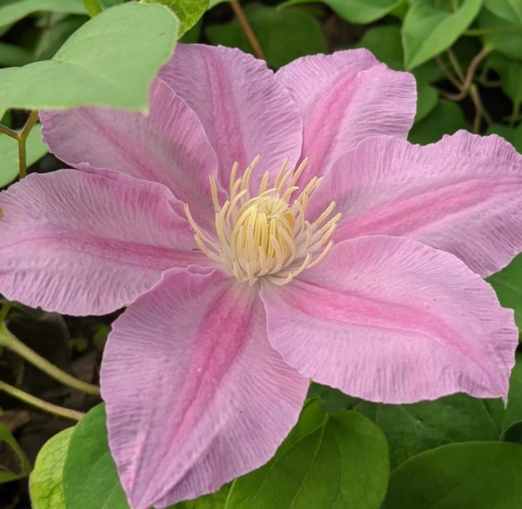 Vine, Clematis Boulevard Compact Patio 'Abilene' (Clematis)