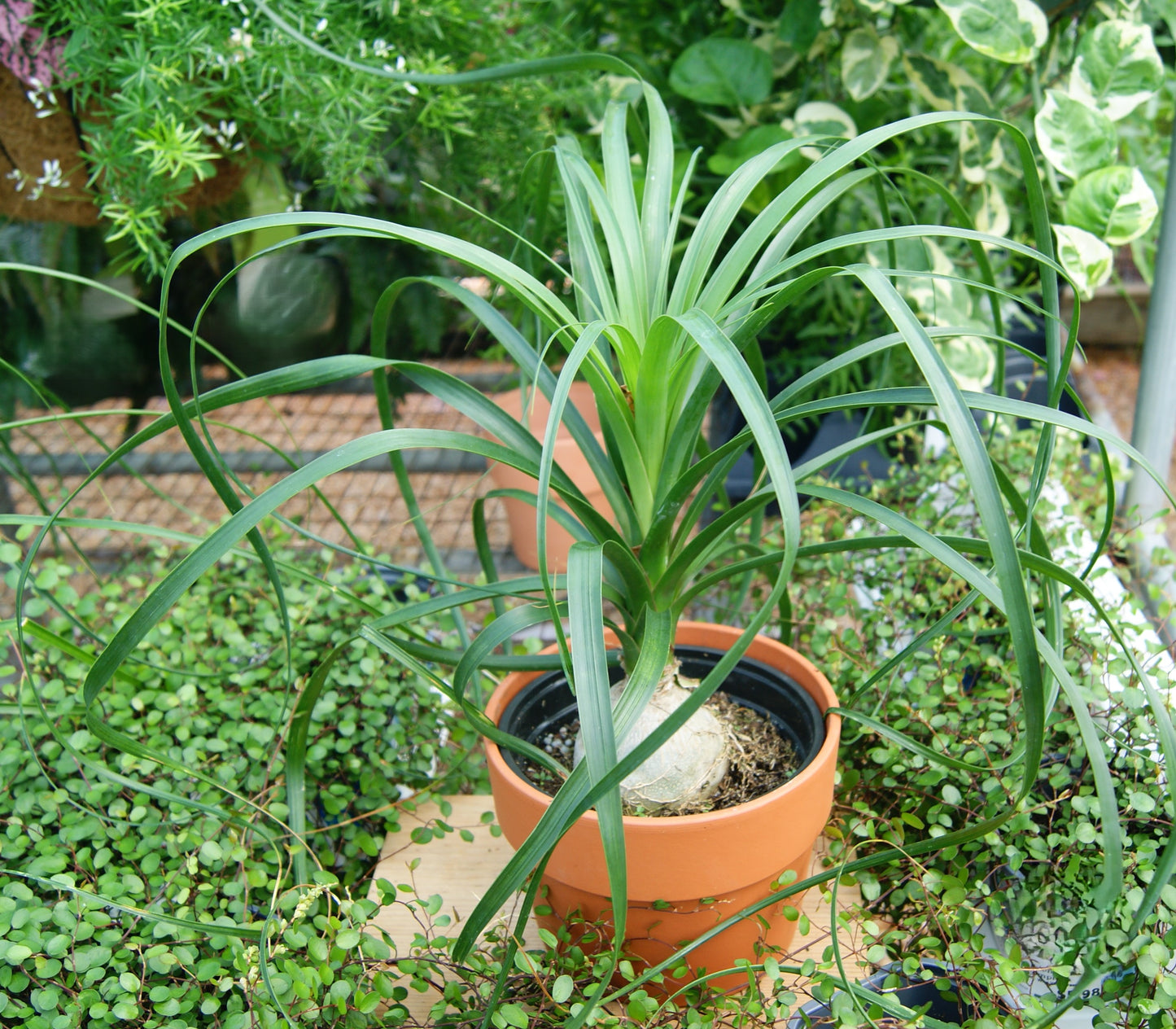 Palm, Ponytail / Elephant's Foot (Beaucarnea / Noline)