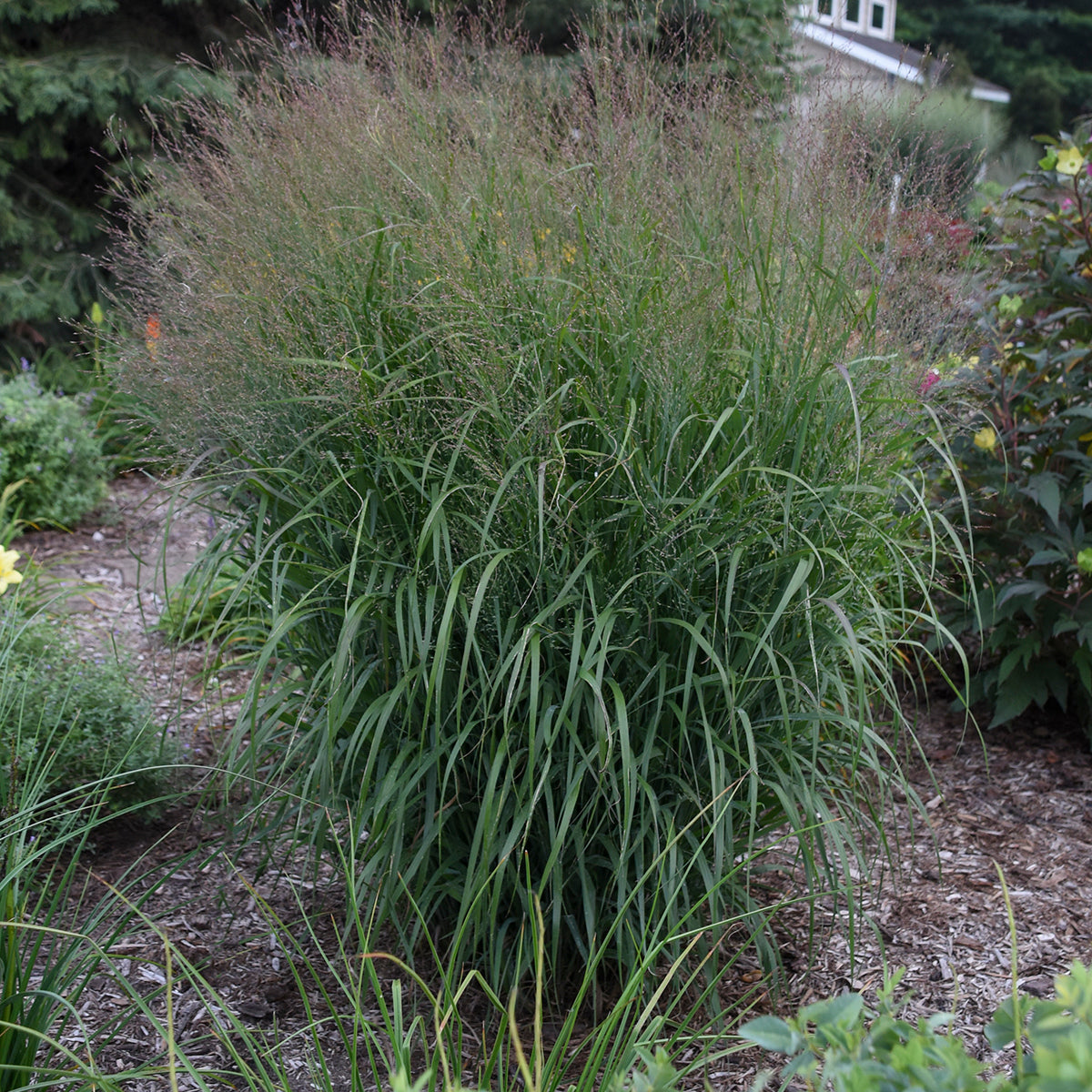 Switchgrass 'Apache Rose' (Panicum)