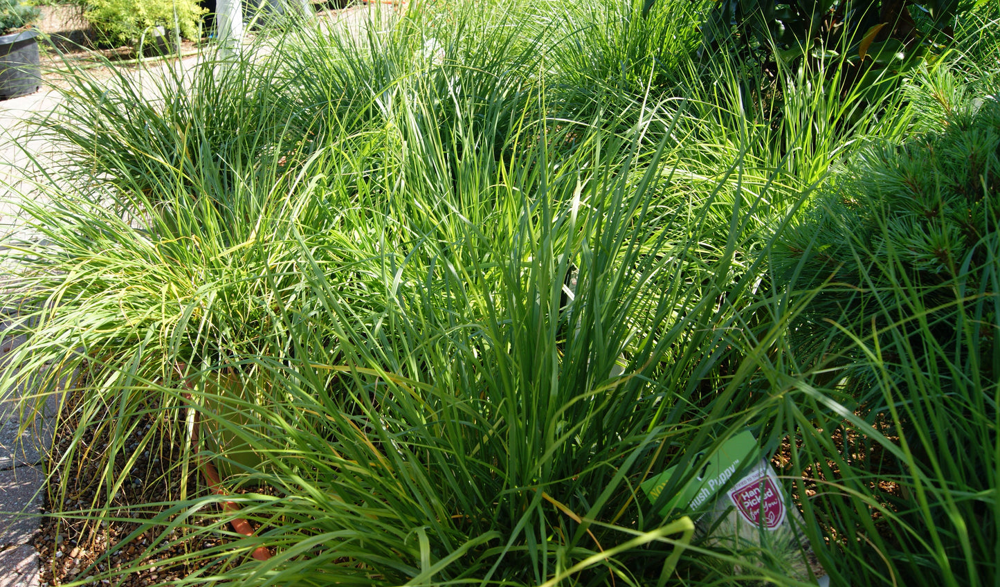 Grass, Fountain Dwarf 'Hush Puppy' (Pennisetum)