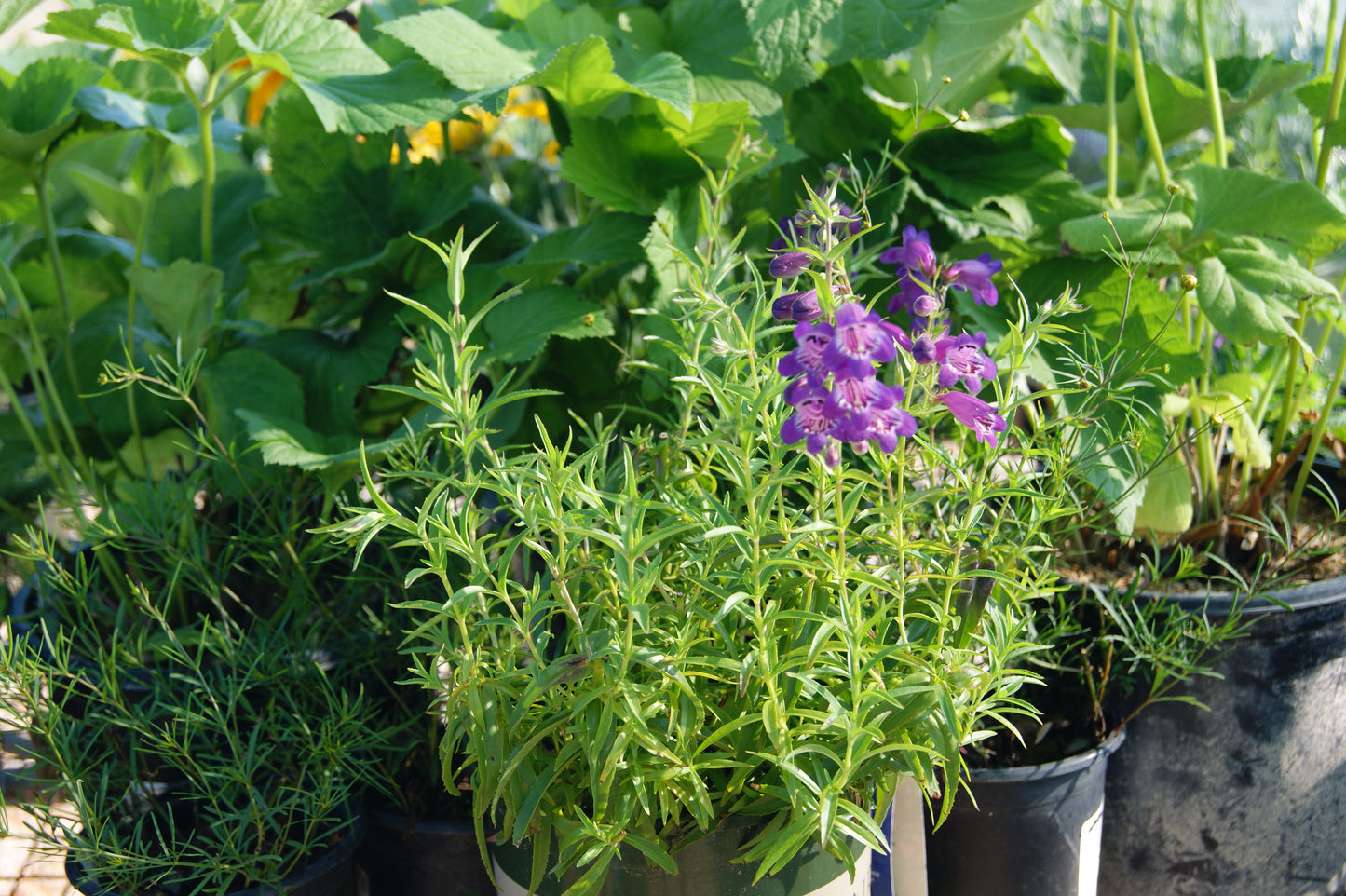 Beardtongue 'Harlequin Purple' (Penstemon)