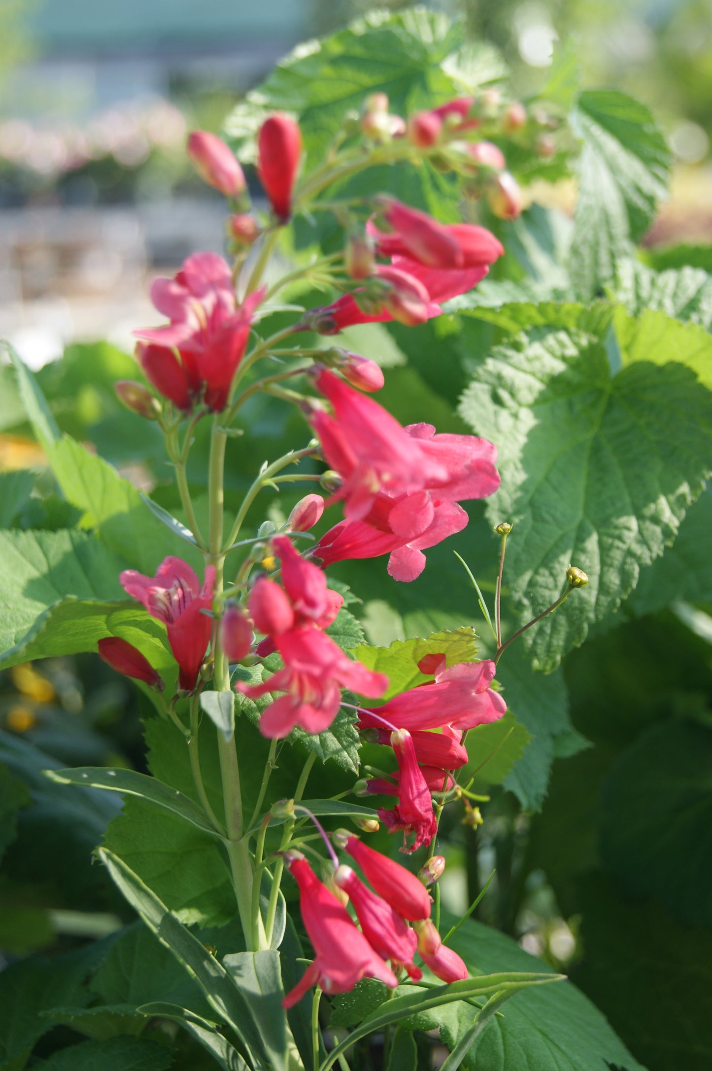 Beardtongue 'Red Riding Hood' (Penstemon)