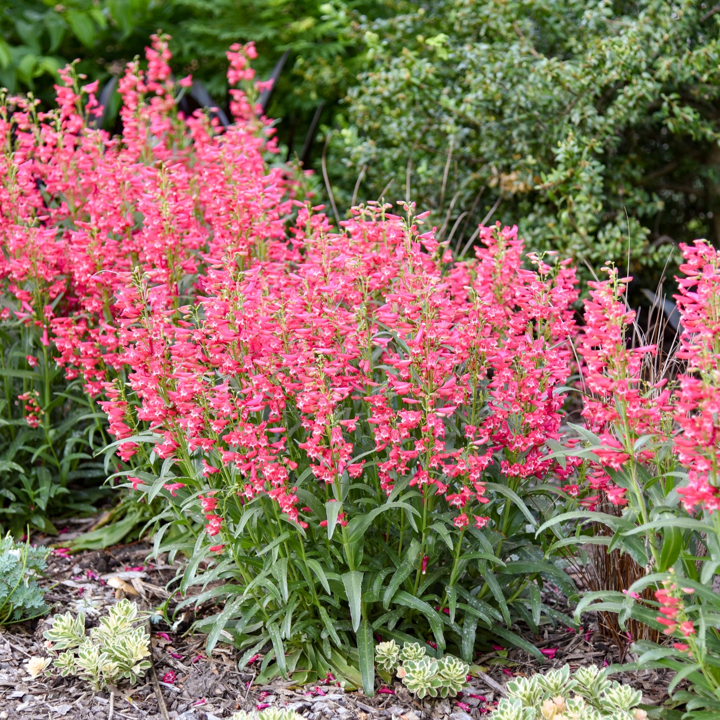 Beardtongue Bejeweled 'Rose Rhinestone' (Penstemon)
