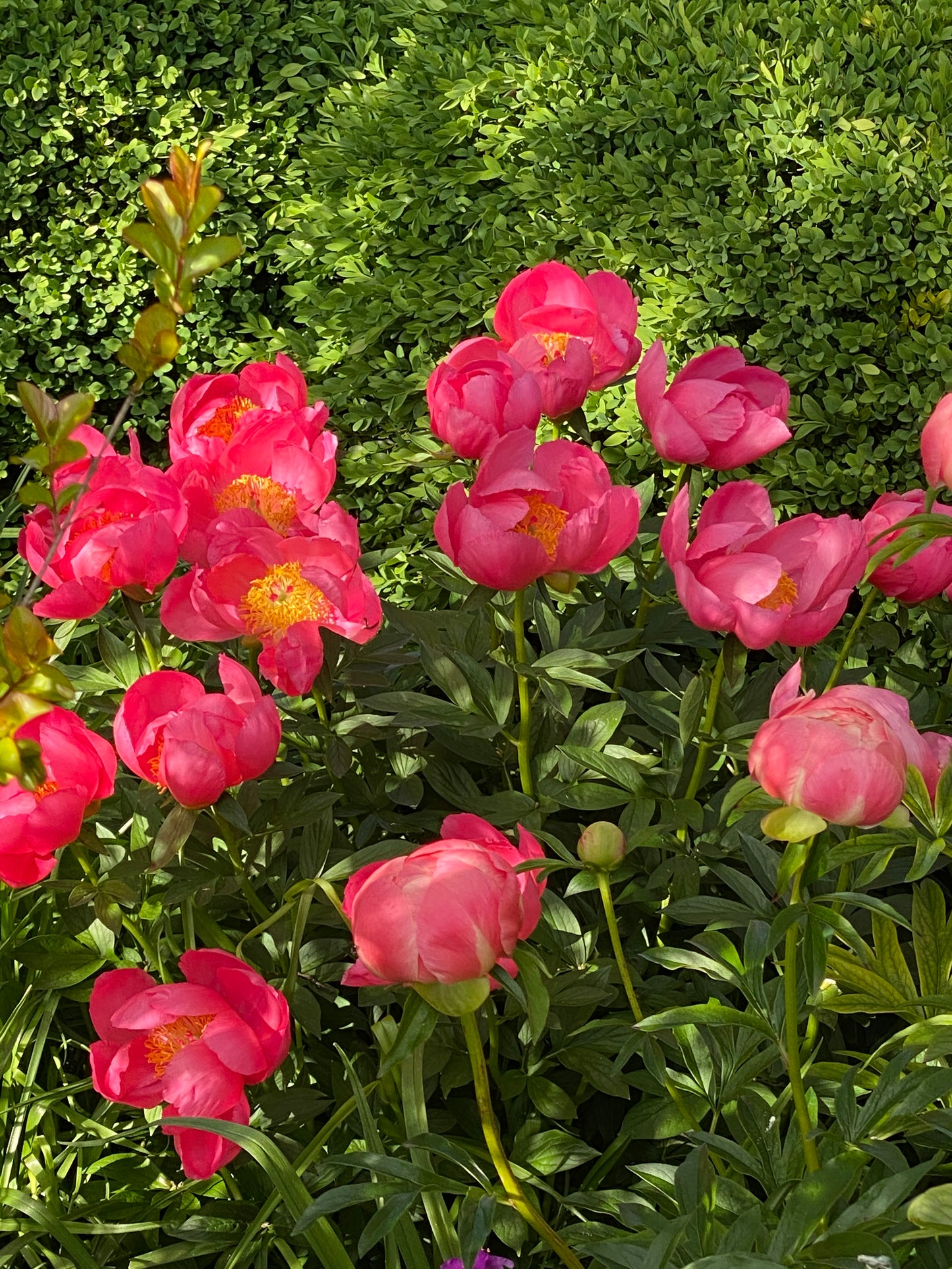 Peony 'Coral Charm' (Paeonia)