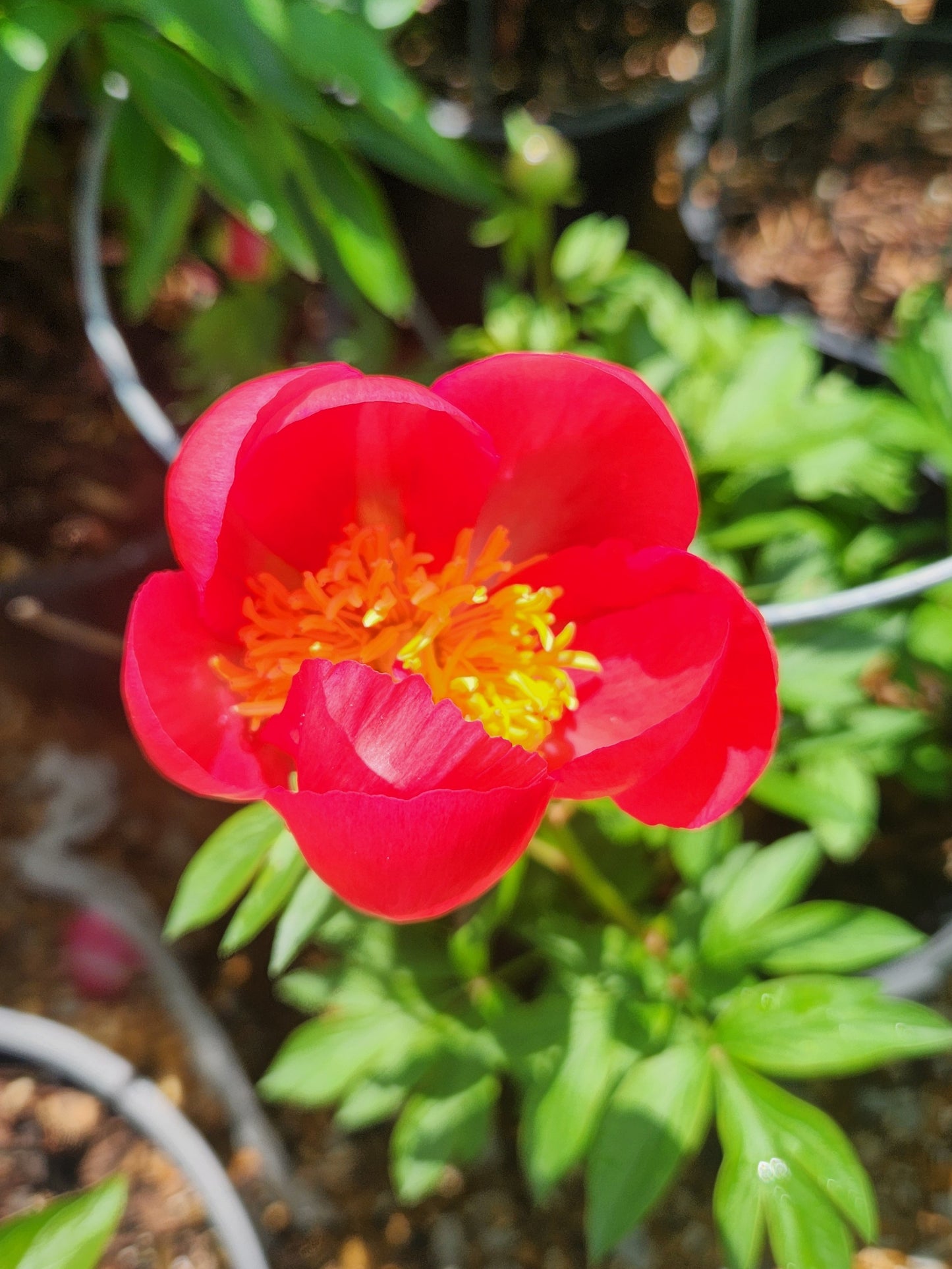 Peony 'Flame' (Paeonia)