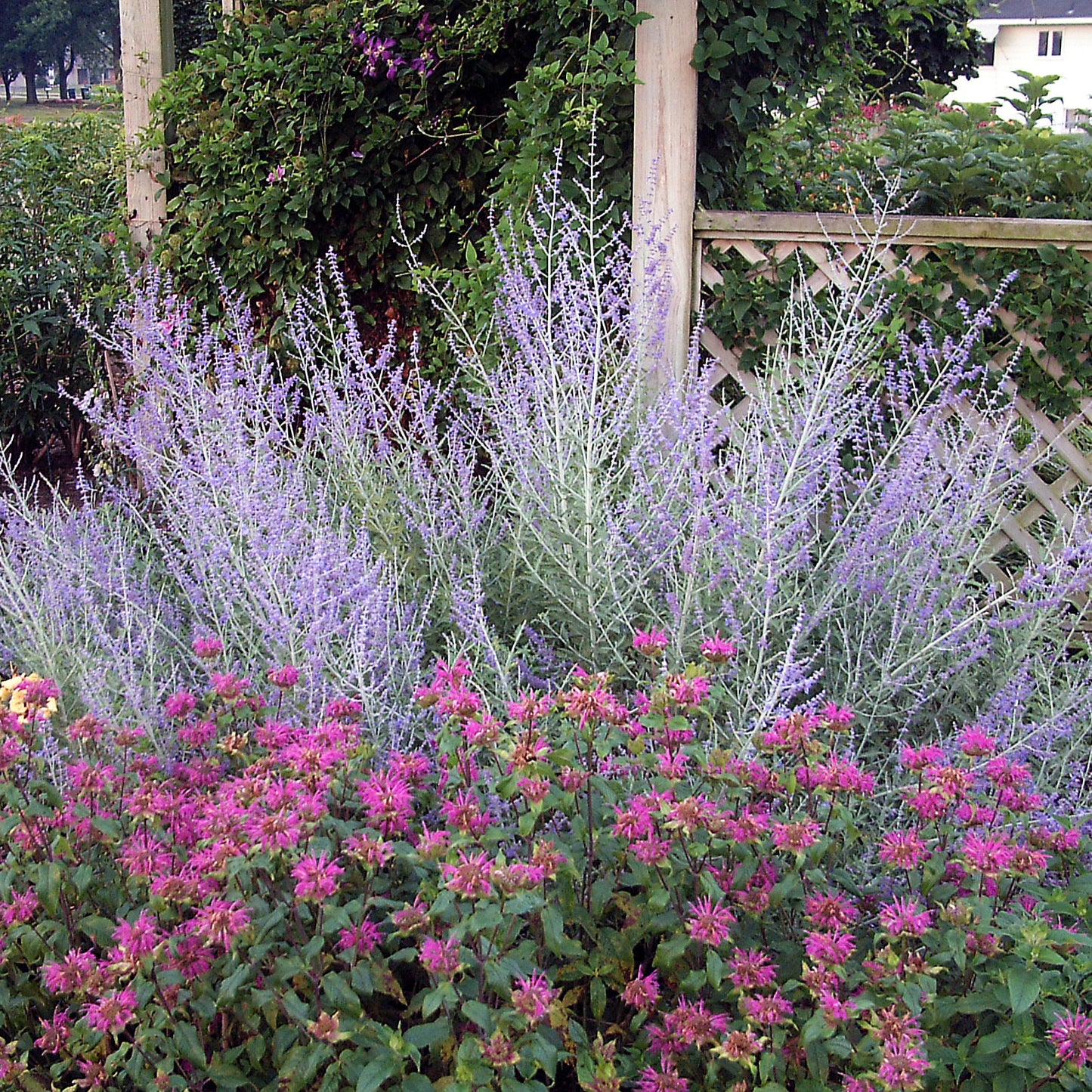 Sage, Russian (Perovskia)