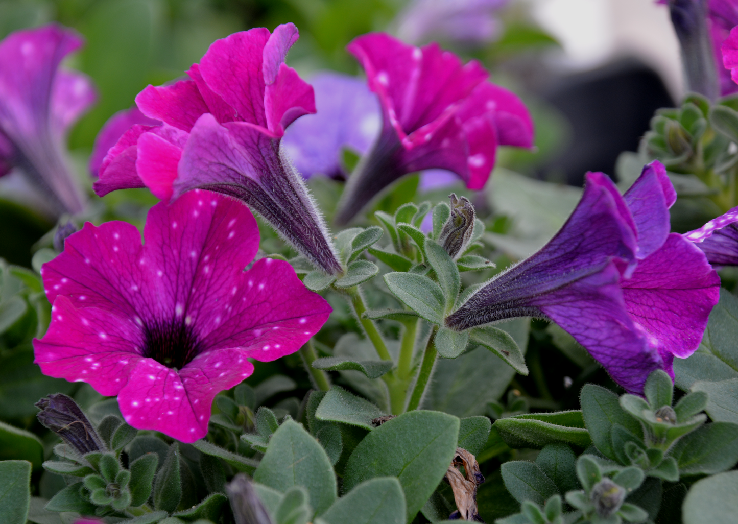 Petunia, Wave & Easy Wave (Petunia)