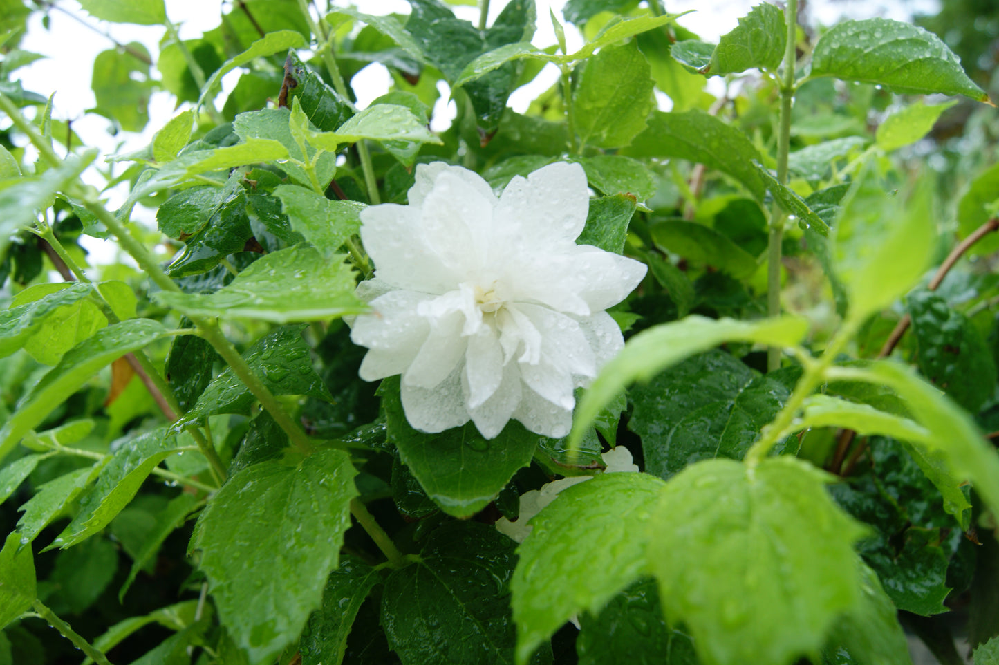 Mock Orange, Double Petal 'Pearls of Perfume' (Philadelphus)