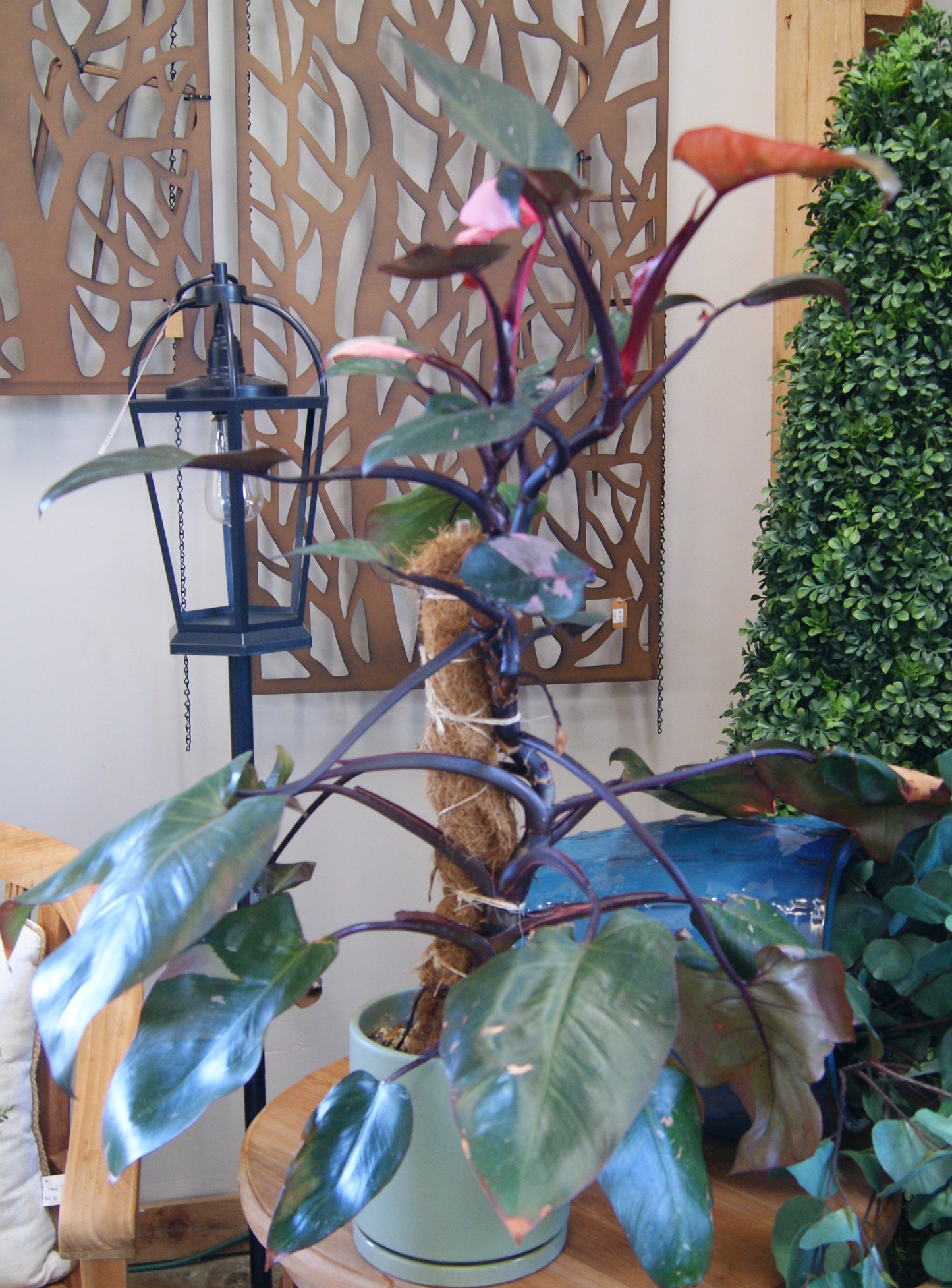 Philodendron 'Pink Princess' (Philodendron)