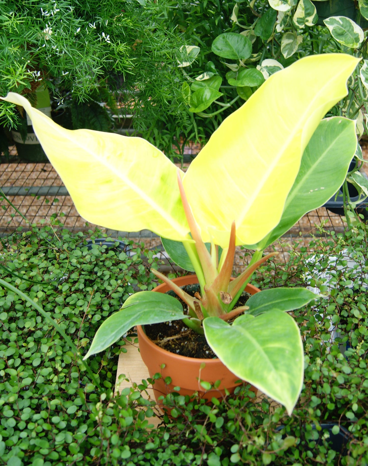Philodendron 'Moonlight' (Philodendron)