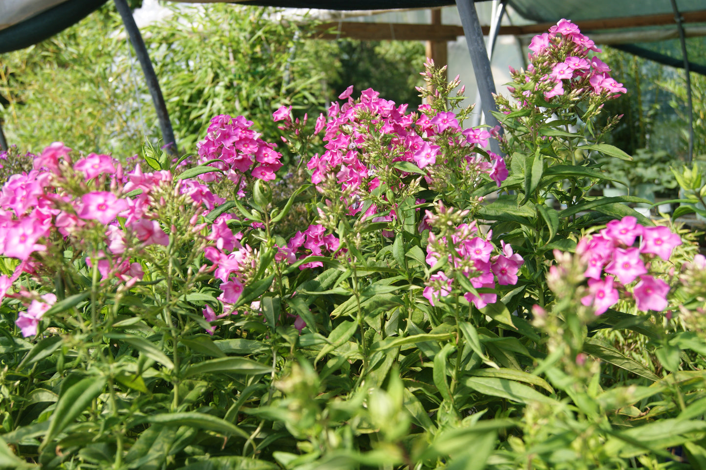 Phlox, Tall Garden 'Bubblegum Pink' (Phlox)