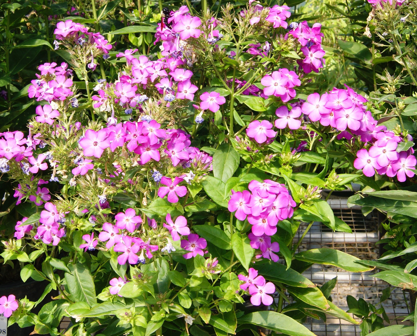 Phlox, Tall Garden 'Flame Pro Purple' (Phlox)