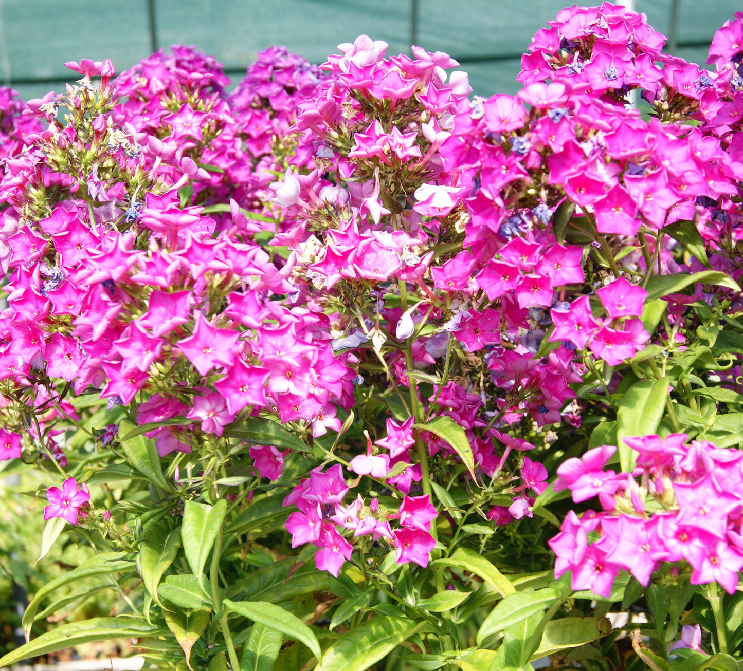 Phlox, Tall Garden 'Candy Store Grape Lollipop' (Phlox)