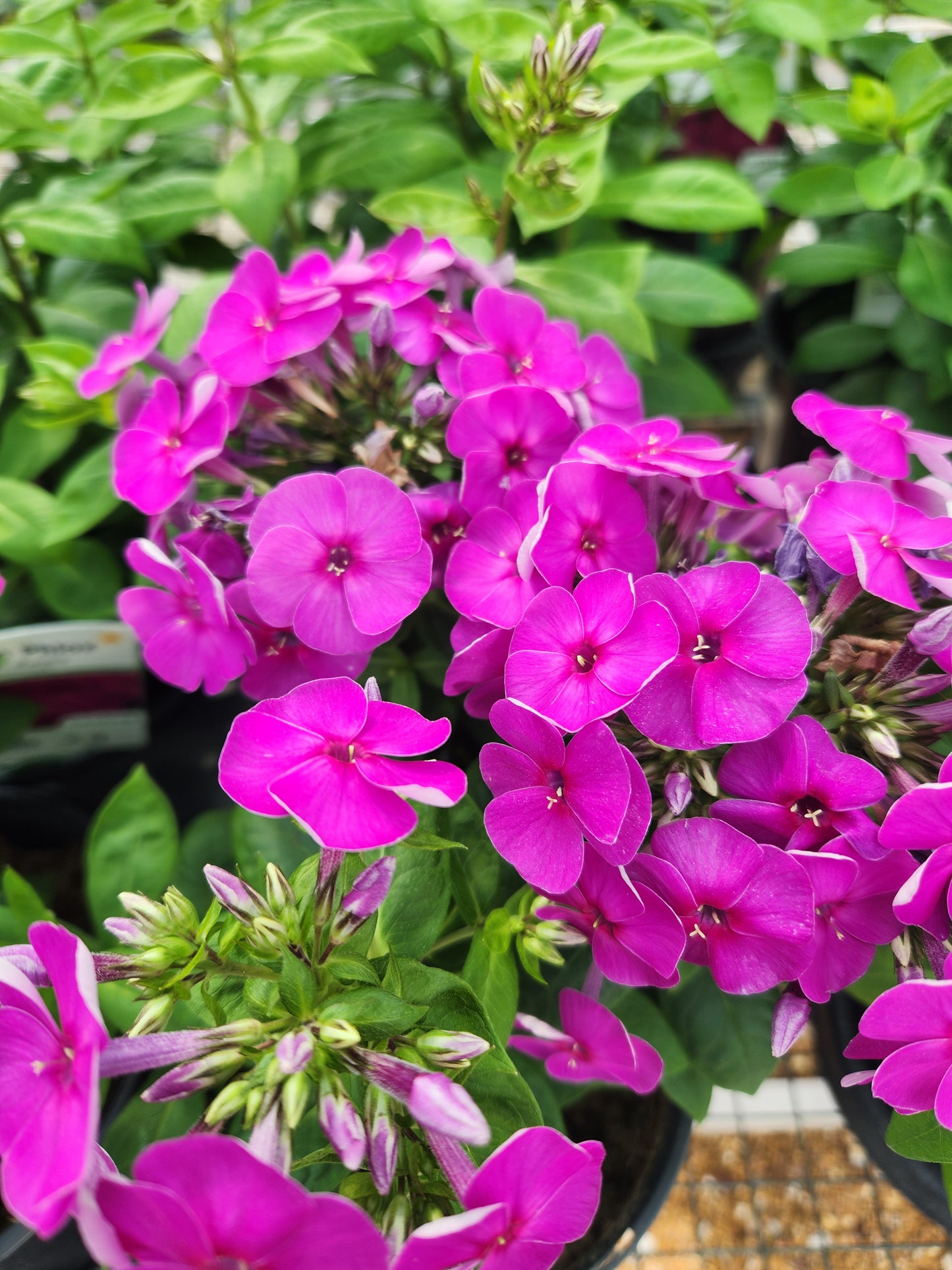 Phlox, Tall Garden 'Ka-Pow Purple' (Phlox)